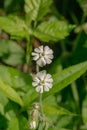 Bladder Campion Ã¢â¬â Silene vulgaris